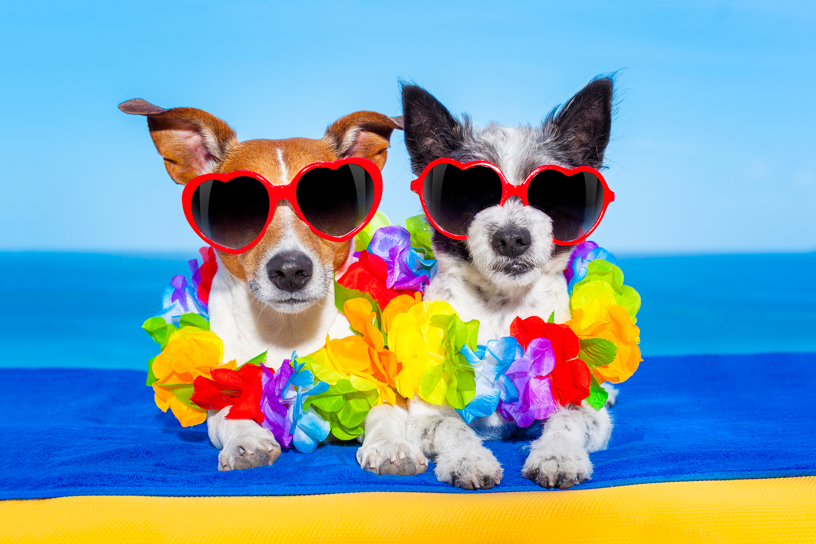Celebrate National Sunglasses Day