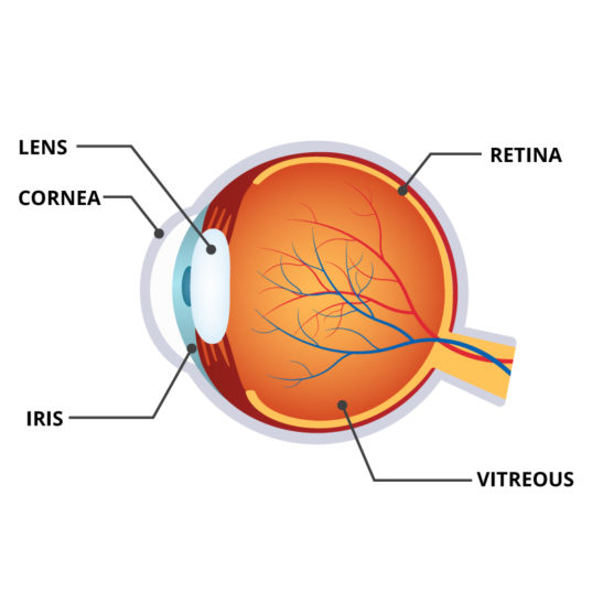 Anatomy of an Eye