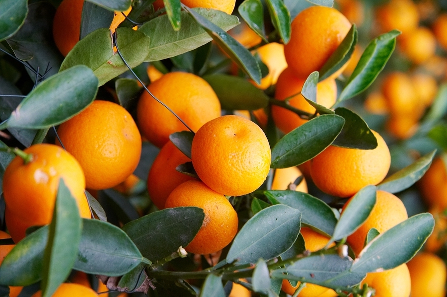 Tree ripened oranges, ready for picking.