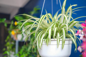 Image of leafy houseplant in a white ceramic pot.